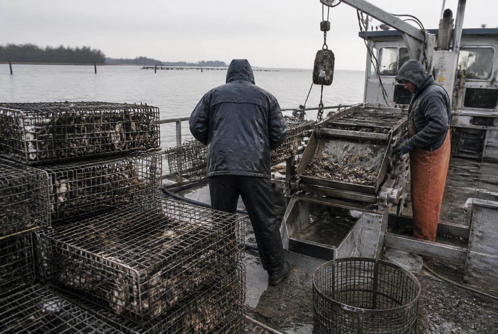 Crew working oyster cages and sorting equipment aboard a commercial aquaculture vessel